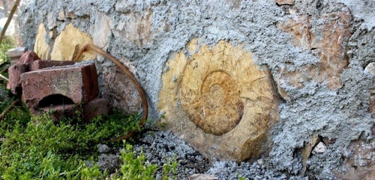 65 milyon yıllık dev salyangoz fosili duvar taşı olarak kullanıldı