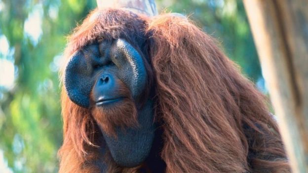 İşaret dilini kullanan orangutan Chantek hayatını kaybetti
