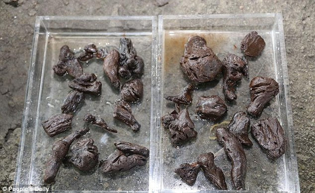 Çin’de 6,000 Yıl Önce Çay Üretildiği Kanıtlandı