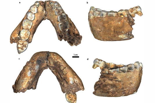 Güney Afrika’da 2 Milyon Yıllık Homo erectus Fosili Bulundu