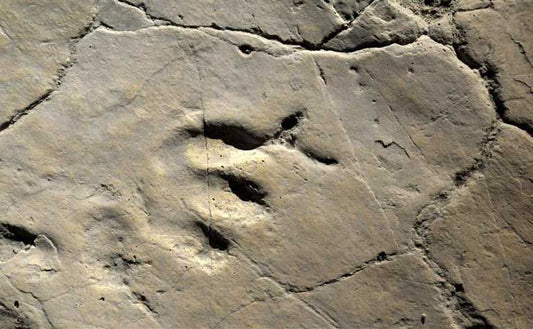 Bolivya’da Dinozor Ayak İzi Sayısı 10.000 Oldu