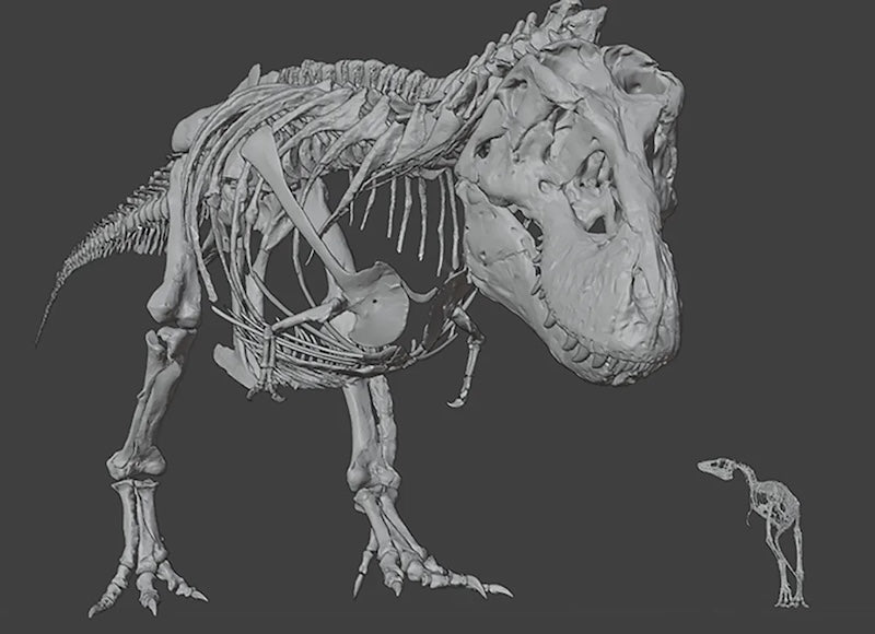T. rex Yavruları Yumurtadan Avlanmaya Hazır Çıkıyordu