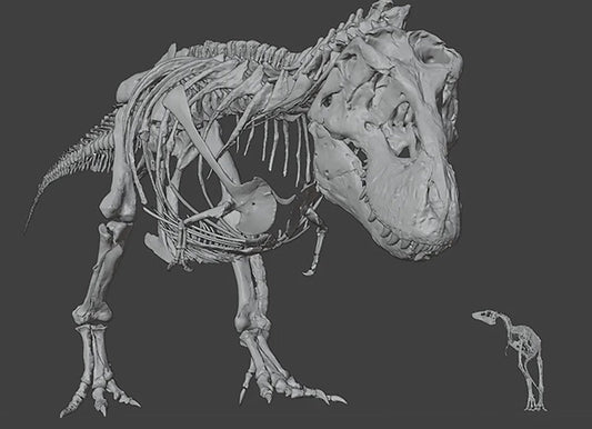 T. rex Yavruları Yumurtadan Avlanmaya Hazır Çıkıyordu
