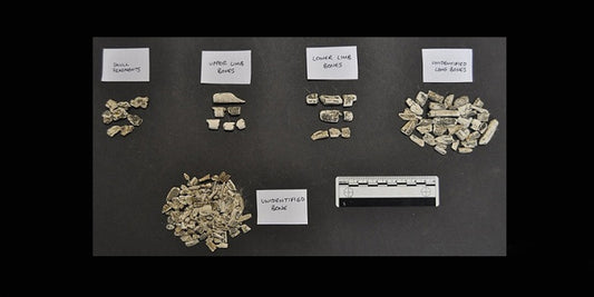 Britanya’da İlk Kez Mezolitik Dönem Yakılmış İnsan Gömüsü