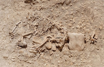 İngiltere’de Farklı Hayvanların Uzuvlarının Birleştirildiği Mezarlar Bulundu