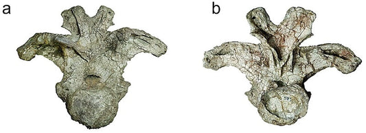 Tayland’da Tek Kemikten Yeni Bir Jura Dinozoru Tanımlandı