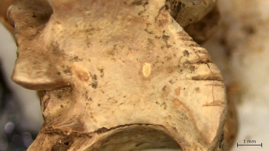 Karmel Dağı’ndaki İnsanlar 15.000 Yıl Önce Sürüngen Yiyormuş