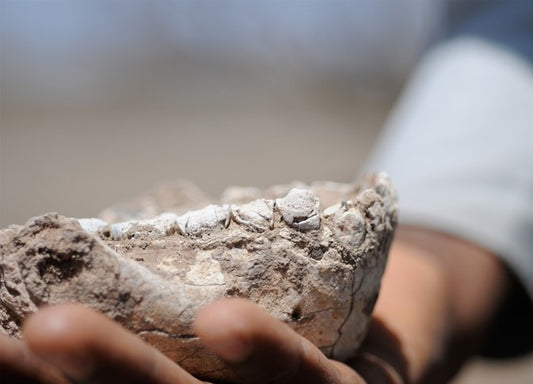 Etiyopya’da Yeni Bir İnsan Atası Türü Australopithecus Deyiremeda Keşfedildi