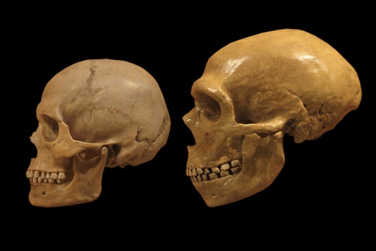 Neandertal ve Modern İnsanın Taş Alet Kültürü 100.000 Yıl Beraber Var Oldu