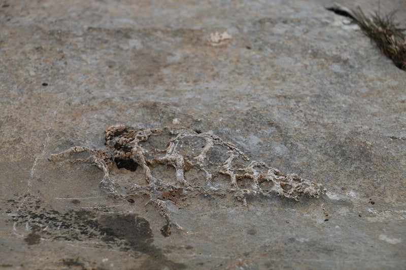 Adıyaman’da 70 Milyon Yıllık Gastropod Fosili Bulundu