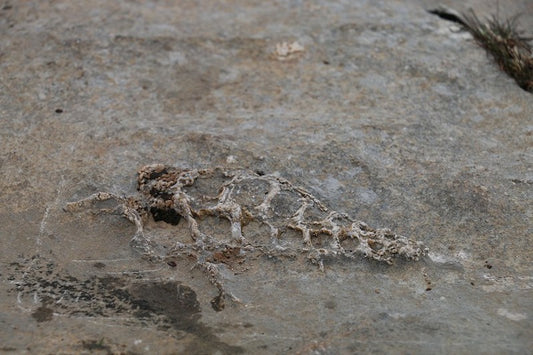 Adıyaman’da 70 Milyon Yıllık Gastropod Fosili Bulundu