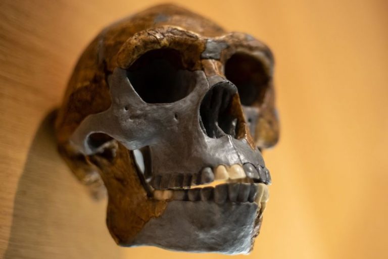 Henüz Tanımlanamayan Bir Atadan Bize DNA Aktarılmış