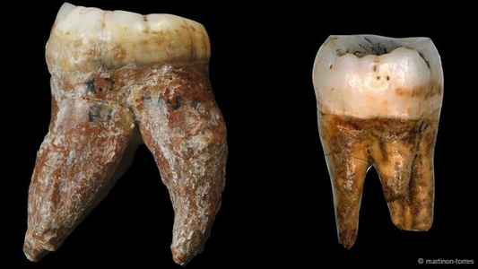 Çin’de Bulunan İnsansı Fosili Yeni Bir Tür İnsan Olabilir