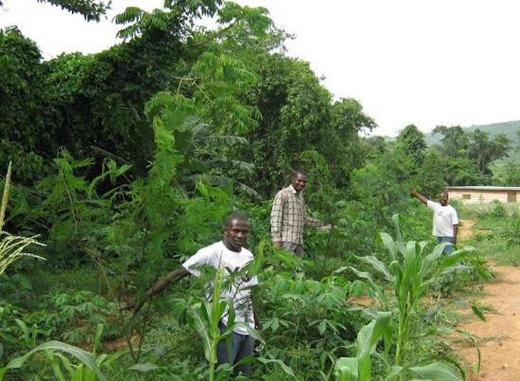 Afrika’da 700 Yıldır Kullanılan Tarım Yöntemi İklim Değişikliğini Hafifletebilir