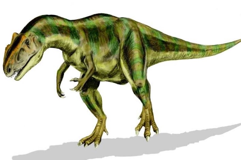 Dev Jura Dinozoru Allosaurus Bir Avcı Değil, Leşçiydi