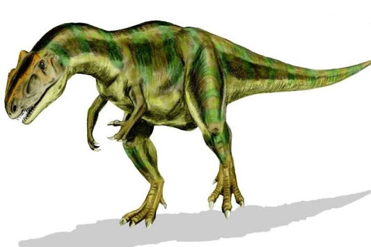 Dev Jura Dinozoru Allosaurus Bir Avcı Değil, Leşçiydi
