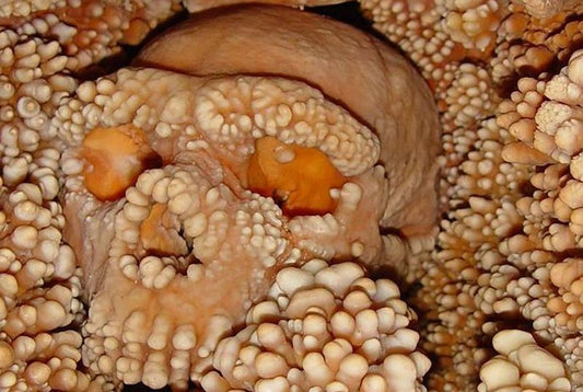 Altamura Neandertali, Dişlerini Üçüncü Eli Olarak Kullanıyordu