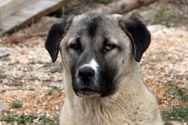 Anadolu Çoban Köpeğinde Yüksek Miktarda Kurt DNA’sı Bulundu