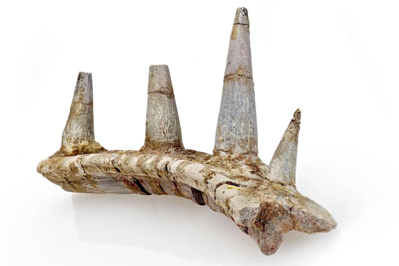 Tuhaf Dikenli Fosil, Keşfedilen En Eski Ankylosaur’a Ait Çıktı