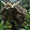 Dinozor çağının tembel sağır sultanı: Ankylosaur
