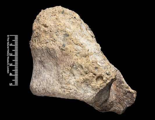 Çekmecedeki Fosilin Antarktika Dinozoru Olduğu Anlaşıldı