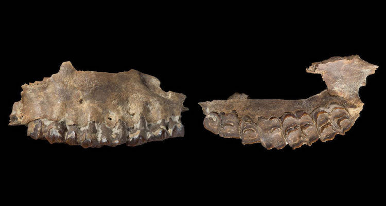 Hominidler 300.000 Yıl Önce Yeşil Arabistan Üzerinden Göç Etti