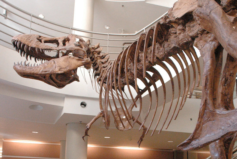 T. rex’in Kolları, Yaralanma Riskini Azaltmak için Kısalmış Olabilir