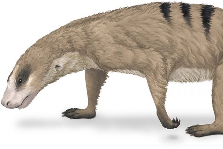 Memelilerin Kolları Dinozorlardan Önce Evrimleşmeye Başladı