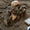 Peru’da, Yaralı İnsanlarla Dolu Devasa Bir Mezar Bulundu