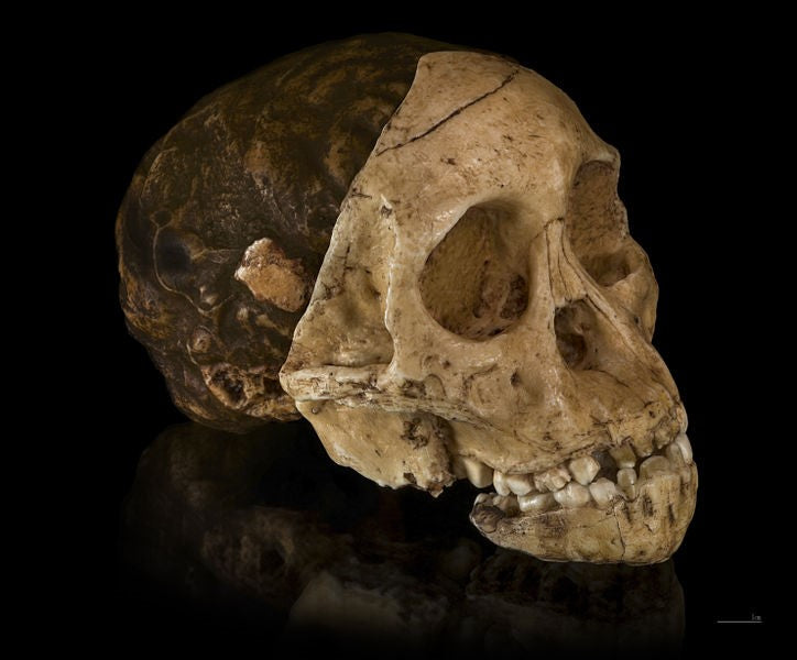Alet Kullanabilme Özelliği İnsandan Önce Ortaya Çıkmış