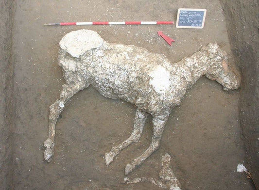 Pompeii’de Küllere Gömülmüş Bir At Keşfedildi