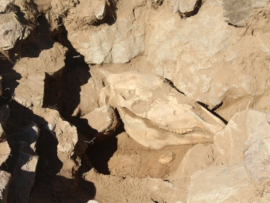 Moğolistan’ın Göçebe At Kültürünün Kökeni 3200 Yıl Öncesine Dayanıyor