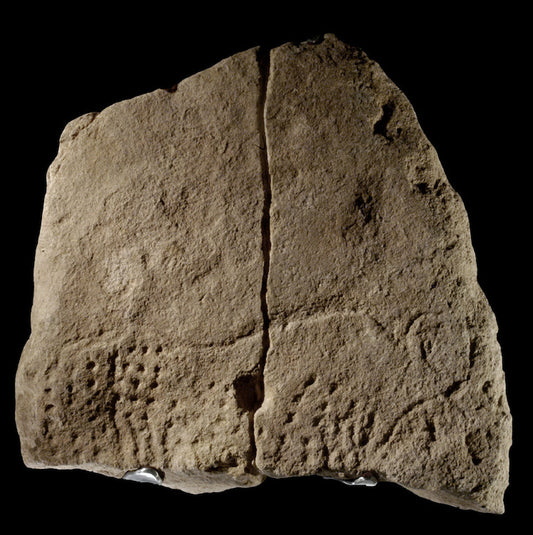 Fransa’da Yaban Öküzünün Betimlendiği 38,000 Yıllık Taş Plaka Bulundu