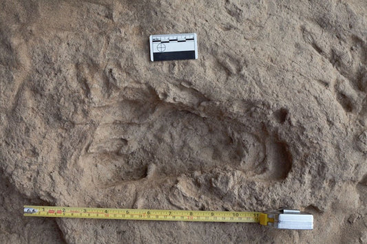 Homo erectus’un Bizim Gibi Yürüyebildiği Ortaya Çıktı0