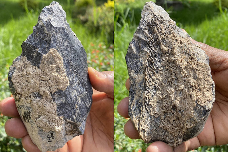 Homo erectus’a Ait 1,4 Milyon Yıllık Kemik Balta Bulundu