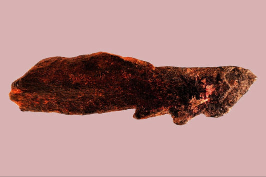 Kancalı Kemik Ucunu Sapiens Değil, Erectus İcat Etmiş Olabilir