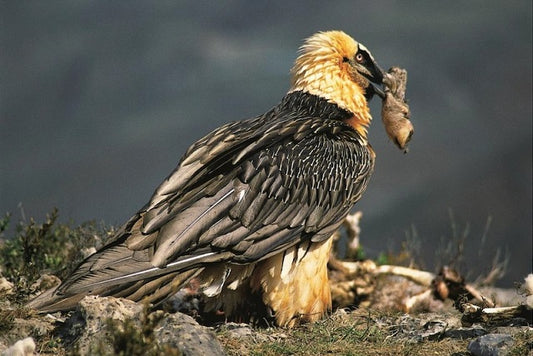 Akbaba Yuvalarında 650 Yıllık Sandalet gibi Eşyalar Bulundu