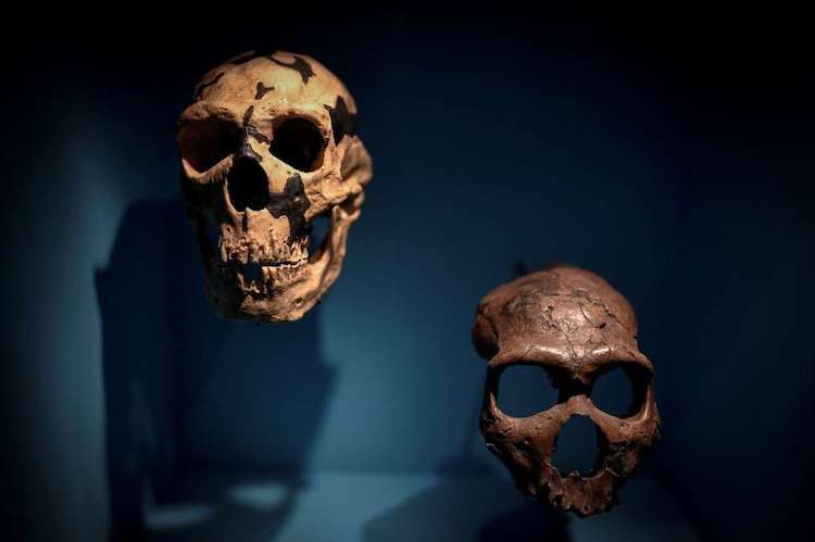 Beyin Yapılandırması, Neandertal Yok Oluşunun Sebebini Gösteriyor