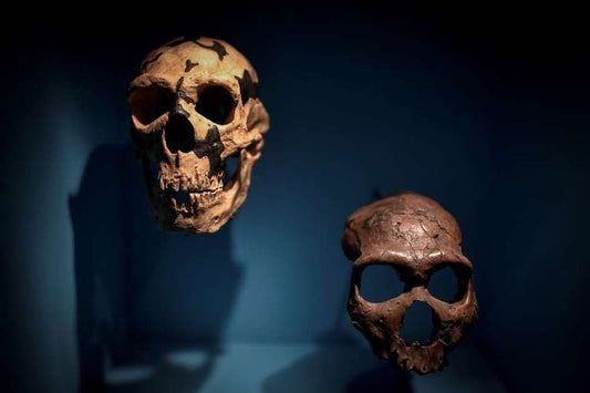 Beyin Yapılandırması, Neandertal Yok Oluşunun Sebebini Gösteriyor