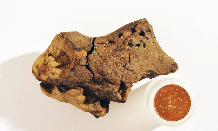 İlk Defa Dinozor Beyni Fosili Bulundu