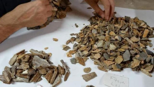Bilim insanlarını şaşırtan keşif! Arkeolojik kalıntıdan 41 bin yıllık Neandertal kalıntısı çıktı