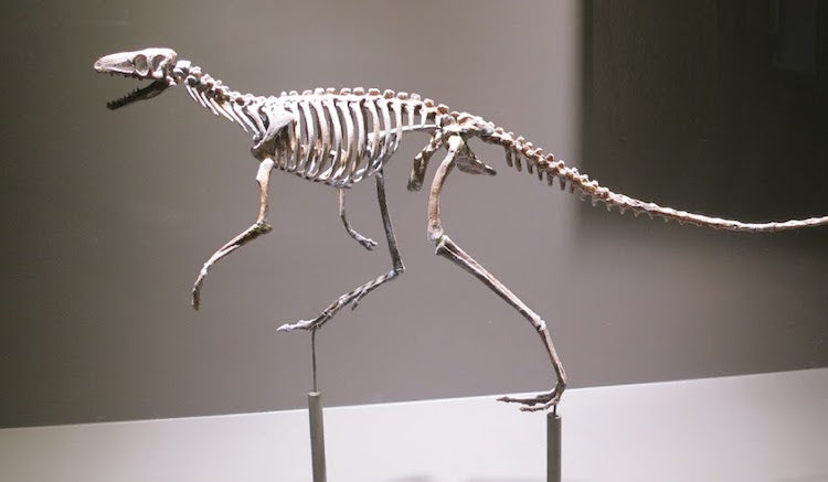 Dinozorlar Nasıl ve Neden İki Ayak Üzerinde Durmak için Evrildi?