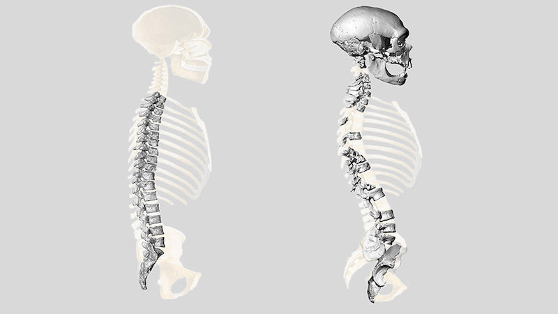 Neandertaller Günümüz İnsanları Gibi Dik Yürüyordu