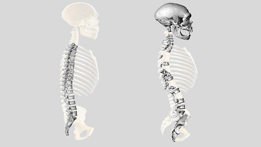 Neandertaller Günümüz İnsanları Gibi Dik Yürüyordu