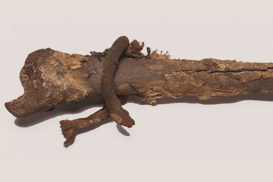 Viking Soylusunun Kayıp Kemikleri Yıllar Sonra Müzede Bulundu