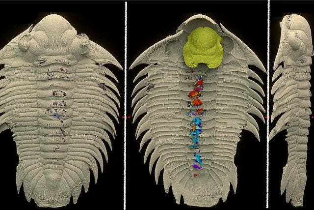 465 Milyon Yıllık Bir Trilobitin Son Yemeği Ortaya Çıkıyor