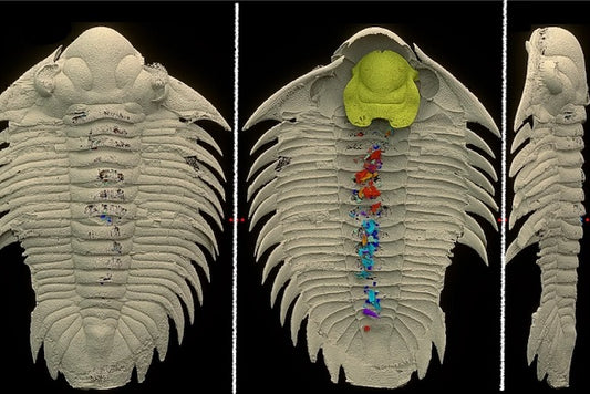 465 Milyon Yıllık Bir Trilobitin Son Yemeği Ortaya Çıkıyor
