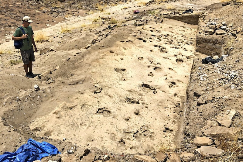 1,4 Milyon Yıllık Ayak İzleri, İnsan Akrabasının Yaşamını Anlatıyor