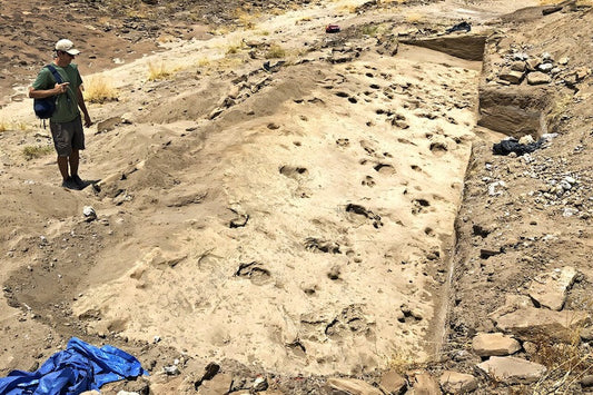 1,4 Milyon Yıllık Ayak İzleri, İnsan Akrabasının Yaşamını Anlatıyor