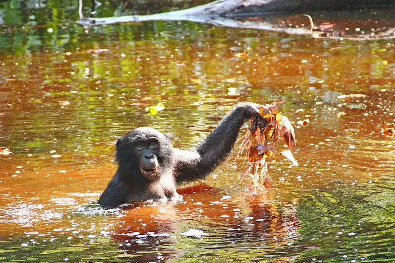 Bonobo Diyetindeki Su Bitkileri İnsan Evrimini Aydınlatıyor